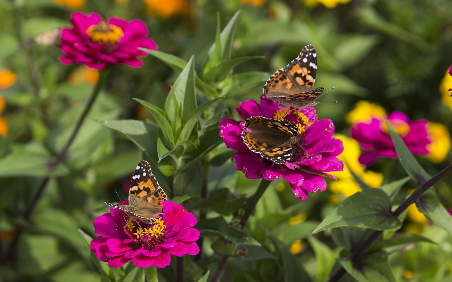 091619kw-butterflies-02